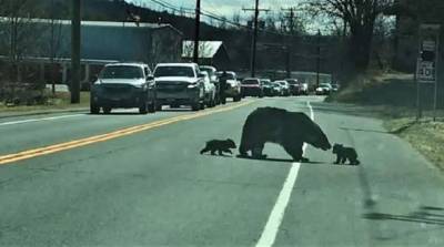 В США полиция перекрыла оживленную трассу из-за медведицы с медвежатами (видео)