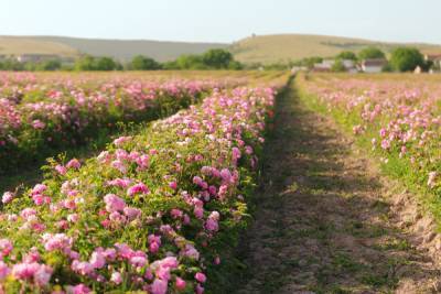 В Крымской розе займутся селекцией «чистых» растений