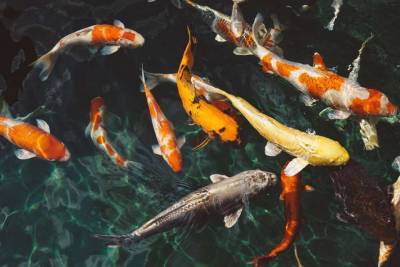 Ученые обнаружили общие черты у человека и рыб