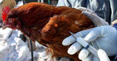 Россия готовится воевать с птичьим гриппом, преодолевшим видовой...