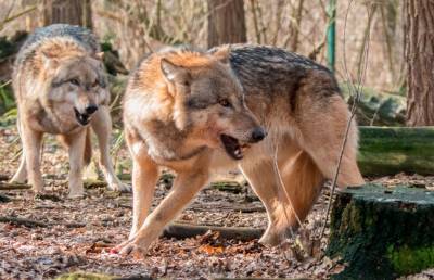 Волк напал на людей в Пинском районе