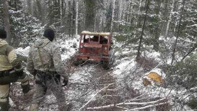 В Кузбассе будут судить «чёрных лесорубов», вырубивших лес на 17 млн рублей