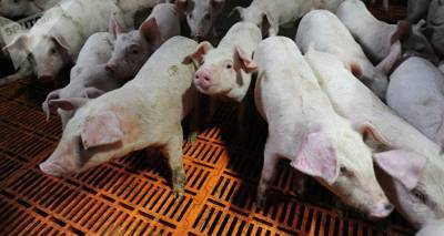 Картошка подешевела на 18%, свинина - на 8%: сельхозпроизводители Латвии бьют тревогу