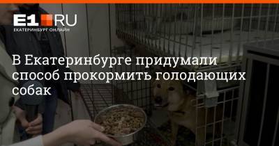 В Екатеринбурге придумали способ прокормить голодающих собак