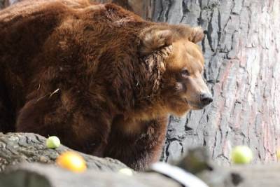 Медведи в Московском зоопарке впервые вышли на прогулку после спячки