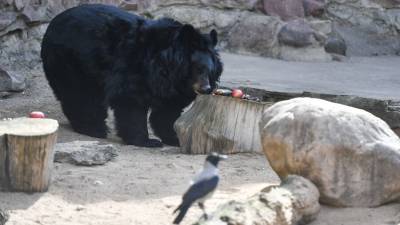 Чучело умершей в Московском зоопарке гималайской медведицы выставят в Тимирязевском музее