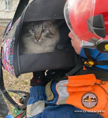 «Коты прилетели»: в Ленобласти домашним котам массово потребовалась помощь спасателей