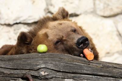Медведи вышли из спячки в Московском зоопарке