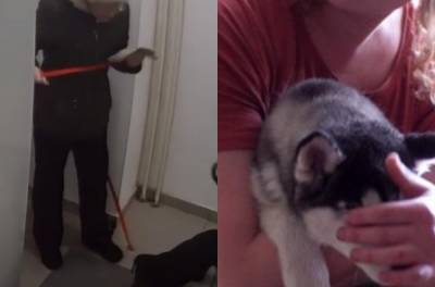 Украинцам собрались запретить перевозить собак и котов в лифте: за лай после 18:00 - штраф