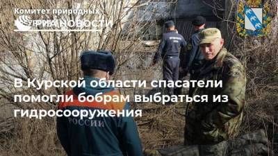 В Курской области спасатели помогли бобрам выбраться из гидросооружения