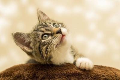 В России не выявили случаев передачи коронавируса от кошек к человеку