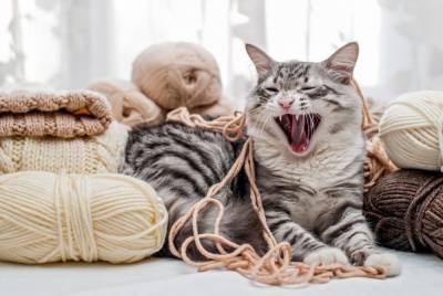 Как сделать кота добрее: лайфхаки для владельцев
