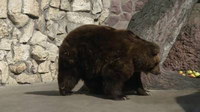 Вести-Москва. Проснувшиеся медведи впервые показались посетителям Московского зоопарка