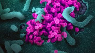Видео из Сети. Биологи обнаружили ещё один опасный коронавирус, грозящий пандемией