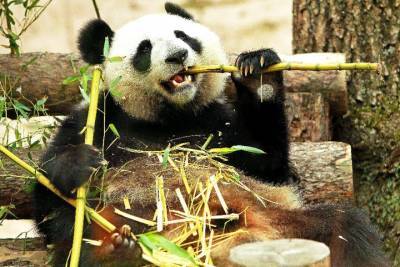 Московский зоопарк рассказал об удивительных чертах панды Диндин
