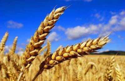 РФ к 25 марта увеличила экспорт пшеницы на 24,2%, до 33,6 млн тонн - Минсельхоз