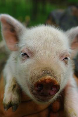 В Каменском районе сняли карантин по опасному вирусному заболеванию свиней