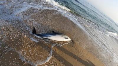 На пляжах Ашкелона обнаружены мертвые детеныши дельфинов
