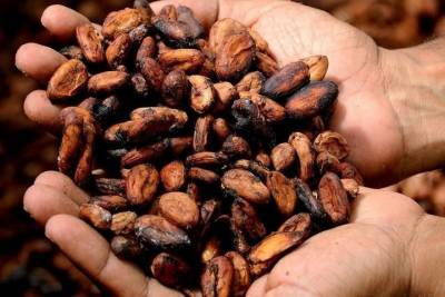 С начала года через псковскую границу провезли 15 тонн какао