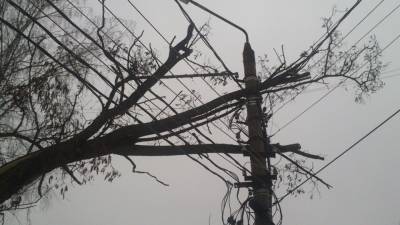 Повалившееся от ветра в Волгограде дерево убило женщину