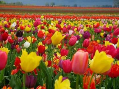 В индийском штате Кашмир расцвело самое большое поле тюльпанов в Азии (ВИДЕО)