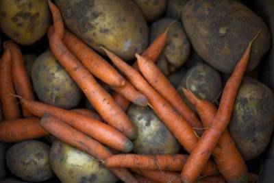 В России подорожали морковь, картошка и свекла