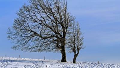 Упавшее дерево насмерть придавило жительницу Волгограда