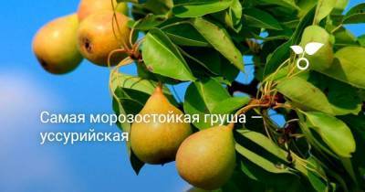 Самая морозостойкая груша — уссурийская - skuke.net - Хабаровский край