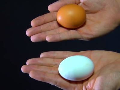 ФАС проверит ретейлеров на ценообразование при продаже куриных яиц