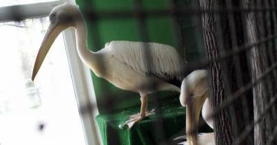 В Калининградском зоопарке показали, как взвешивают пеликанов (видео)