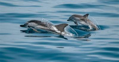 Как на самом деле появились дельфины и почему они не общаются с людьми