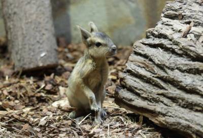 В Ленинградском зоопарке родились детёныши патагонских мар