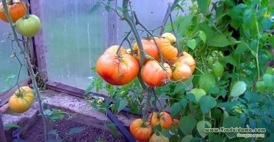 Сорта томатов Загадка природы и Французский гроздевой – фото и мои отзывы