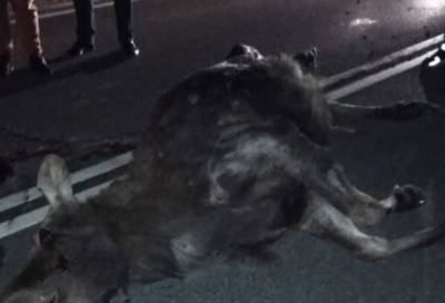 Беременная лосиха попала под колёса иномарки в Ломоносовском районе