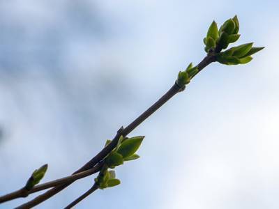 Гидрометцентр: Весна пришла на три недели раньше в ЯНАО