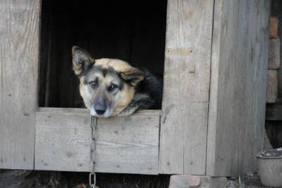 В Свердловской области в прошлом году от укусов животных пострадало 8 922 человека