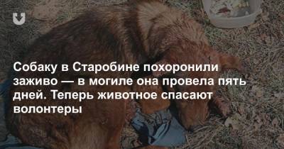 Собаку в Старобине похоронили заживо — в могиле она провела пять дней. Теперь животное спасают волонтеры