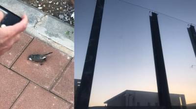 Драма в Рош ха-Аине: птицы разбиваются о прозрачную стену