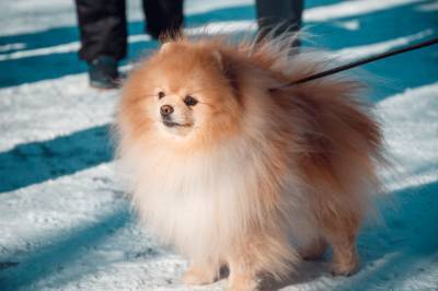 Заплатившая 15 тысяч рублей биробиджанка стала владельцем снимка с собакой