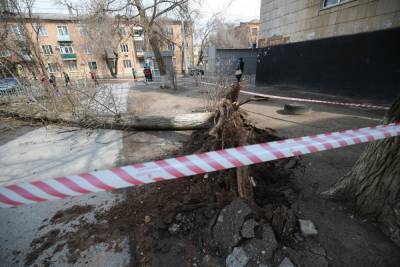 64-летняя пенсионерка погибла от упавшего дерева в Волгограде
