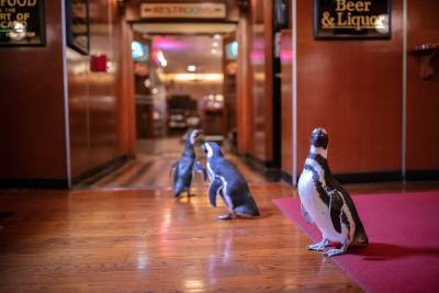Как в кино: для чего пингвины посетили роскошный ресторан в Чикаго – фото