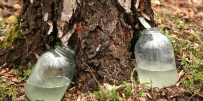 Полезен ли березовый сок и вредят ли деревьям его собиратели