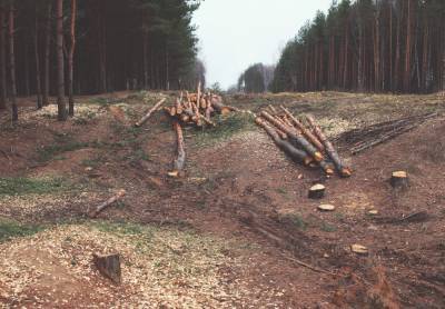 Ради постройки обходной дороги вокруг Киева, вырубят 40 гектаров леса