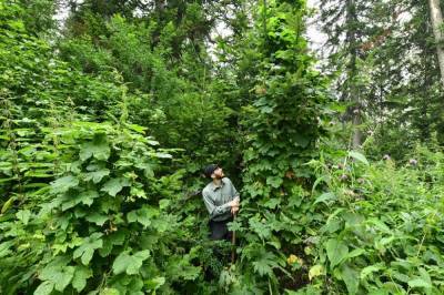 Ученые выясняют причину гигантизма растений в сибирской тайге при бедной почве