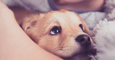 Ветеринары: люди покупают нелегальных щенков в кустах у российской границы, а потом несут лечить