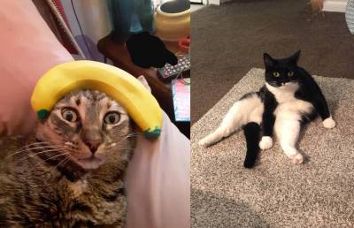 Вы будете смеяться! 10 фотографий котов, которые подтверждают, что у животных тоже есть эмоции
