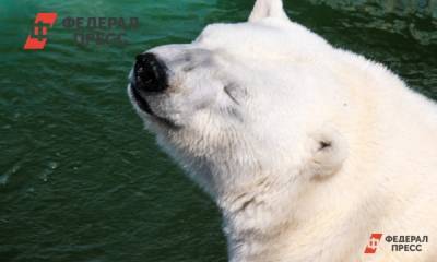 Екатеринбургский зоопарк попросил десятки миллионов ради сохранения лицензии