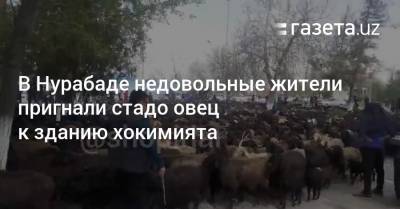 В Нурабаде недовольные жители пригнали стадо овец к зданию хокимията - gazeta.uz - Узбекистан