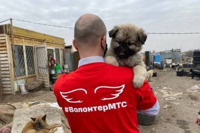 Контроль собак в Астрахани теперь можно осуществить при помощи искусственного интеллекта