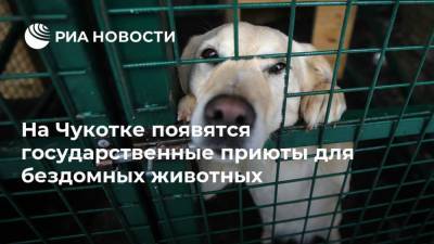 На Чукотке появятся государственные приюты для бездомных животных